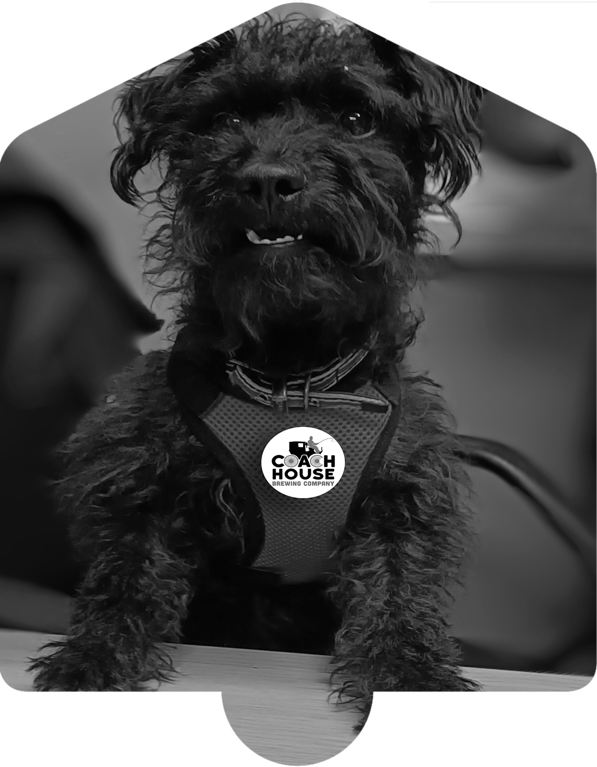 'Beanie' Coach House Brewery Mascot